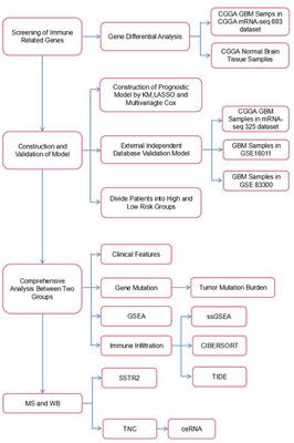 Construction and validation of a glioblastoma prognostic model based on immune-related genes